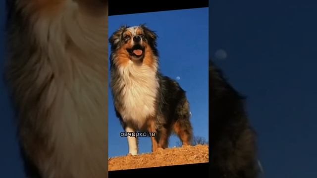 #эдит #dog #собака #edit #аусси
