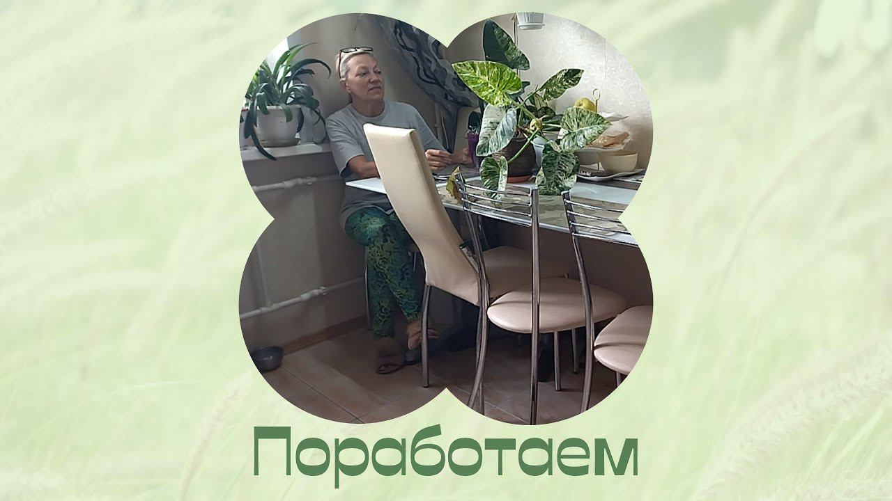 Черенкую, укореняю, сажаю, болтаю. Продолжение 18.07.2022