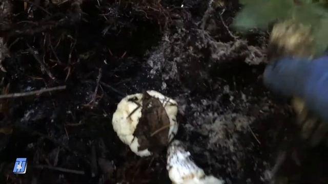 Matsutake Mushrooms Foraging in Washington បផសតPine