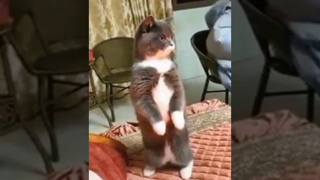 Кот встает когда играет гимн России