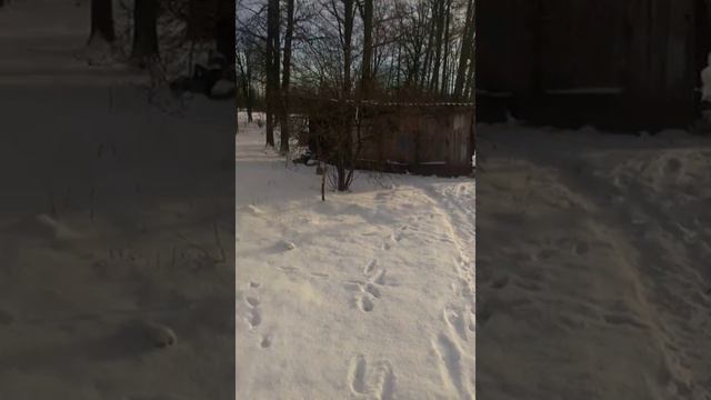 Далматинец Бимка испугался норковой шкуры.