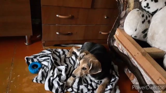 Были на участке.И как всегда домашние животные.