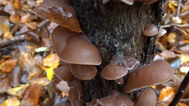 Auricularia auricula-judae Bull. Quél. čes. ucho Jidášovo