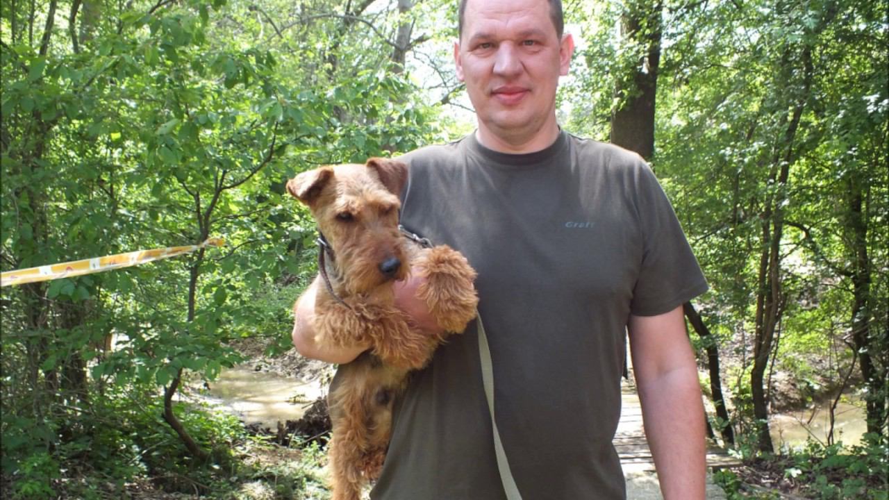 Welsh Terriers of Russia on CACIT in Slovakia V-2017