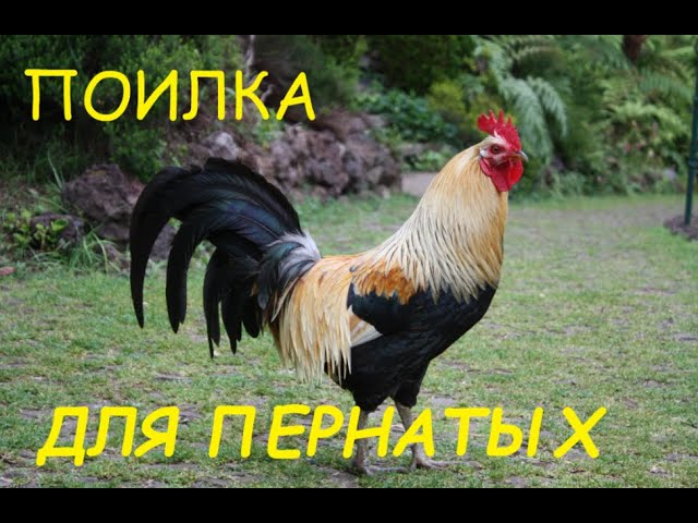 Как сделать поилку в курятник.