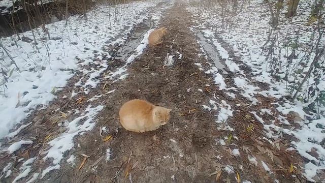 На берегу речки кормлю 7 хвостиков