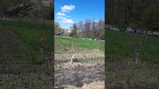 Начала высаживать перец в открытый грунт! 27.04.22 года. Персики цветут.