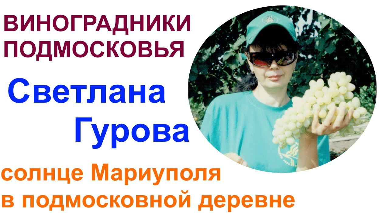 Подмосковные виноградники или в гостях у Светланы Гуровой 2021