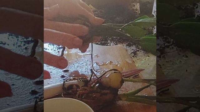 Режим клубень замиокулькаса. Размножение клубнем.