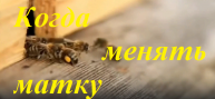 Когда нужно, правильно, менять матку в основной семье