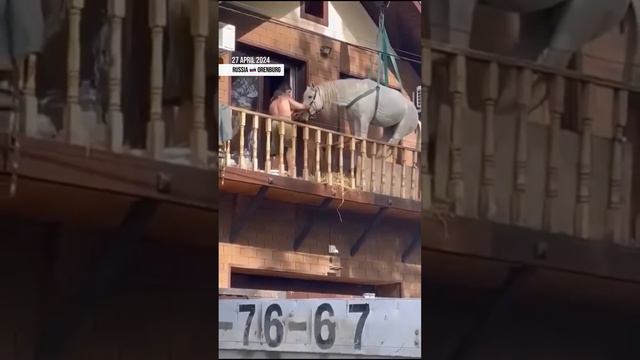 ⚡В Оренбурге коня кормили 10 дней на балконе дома из-за наводнения