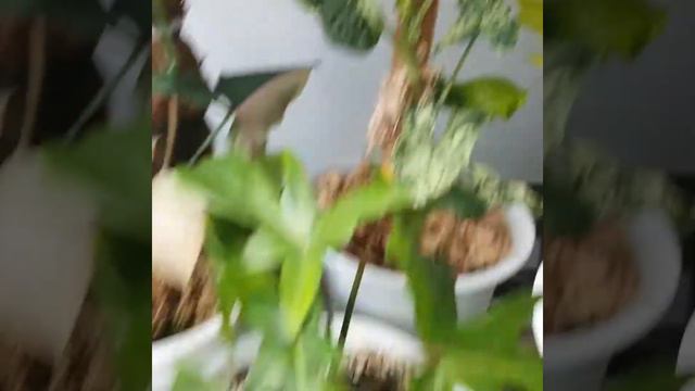 syngonium mojito holland เงินไหลมา โมขิโกะ ฮอลแลน ตัดแยกขายออกแล้ว