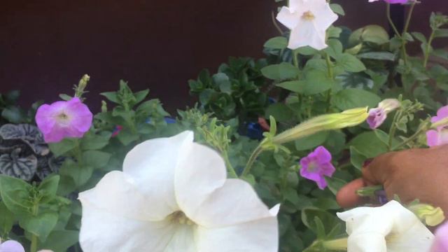Petunias/ seeds ನಿಂದ ಹೂವಿನವರೆಗೆ full update video/ How to grow petunias / care and tips of petunias