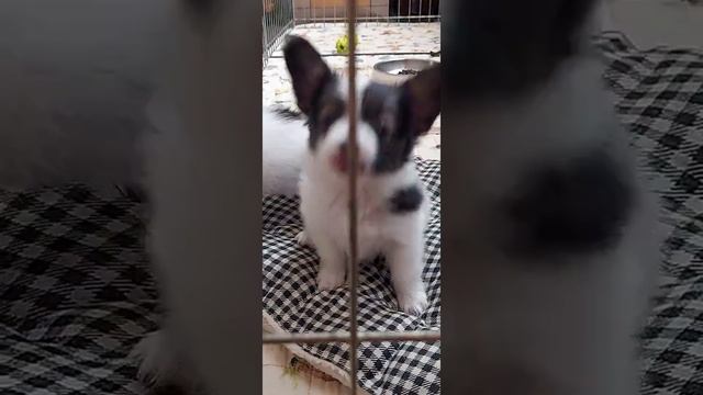 Серый волк.mp4