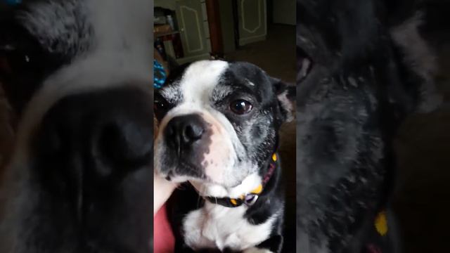 Stewie's stubby tail wag