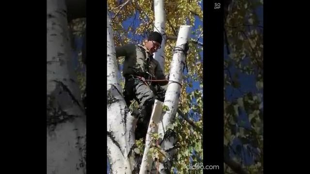 Когда надо удалить дерево. А рядом постройки. #своимируками