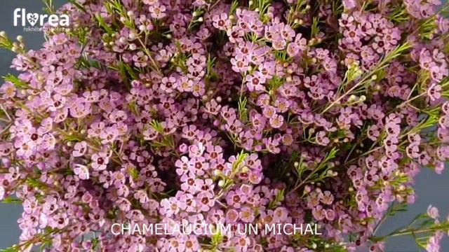 CHAMELAUCIUM UN MICHAL - Florea.cz