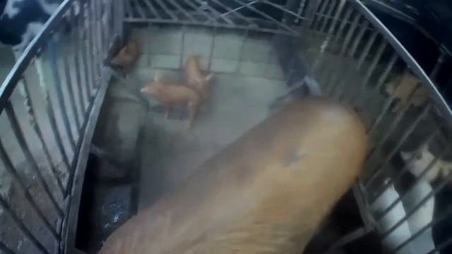 Новые поросята.