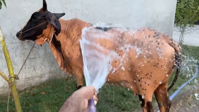 Aj Gaaiya ko Casey ko Ek Sath Nhlaya?Bht Mza aya