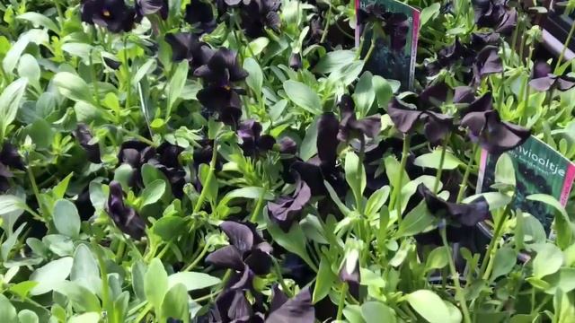 RARE BLACK VIOLA with RARE PURPLE PANSY  vdv travel