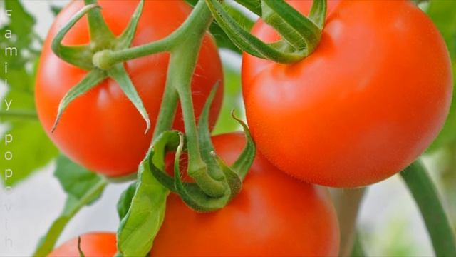 Супер Подкормка Томатов Во Время Цветения и Плодоношения Дрожжевая Подкормка для Богатого Урожая!