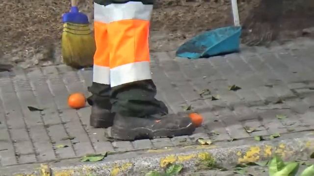 Сбор апельсинов в городе