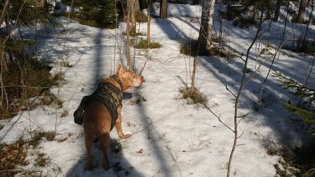 Гадюки просыпаются !(2)