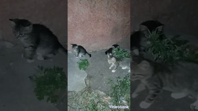 Твори Добро 🐈💕