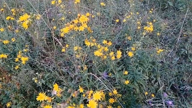 Ястребинка зонтичная. Лекарственное растение обладающее приятной внешностью.