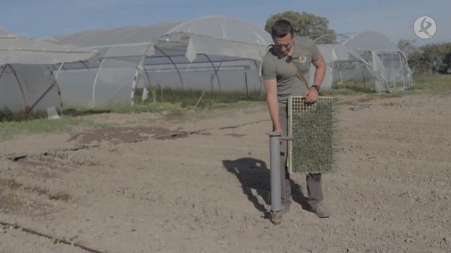 Clase magistral de cómo sembrar puerros y cebollas con el picopato | El campo es vida