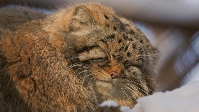 Noisy crows are disturbing sleep of George the Pallas's Cat