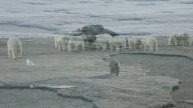 How far can a polar bear smell - Polar Bear Climate Change