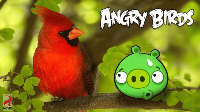 Angry Birds Theme Song Bass Edit