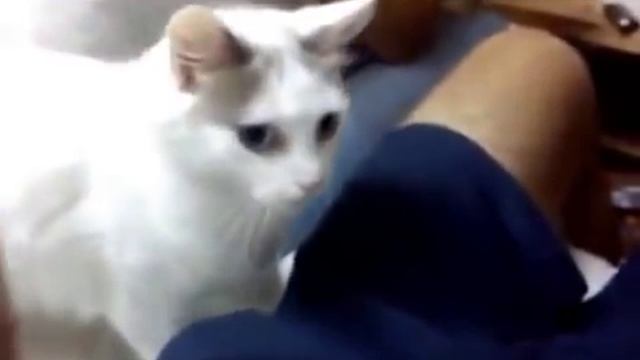 Приколы с кошками - разговорчивый смартфон