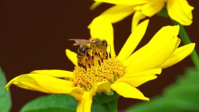 Bee On A Flower. Bees On Flowers In Summer
