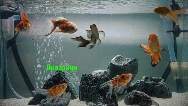 Эти вещи притягивают богатство, купи их немедленно!