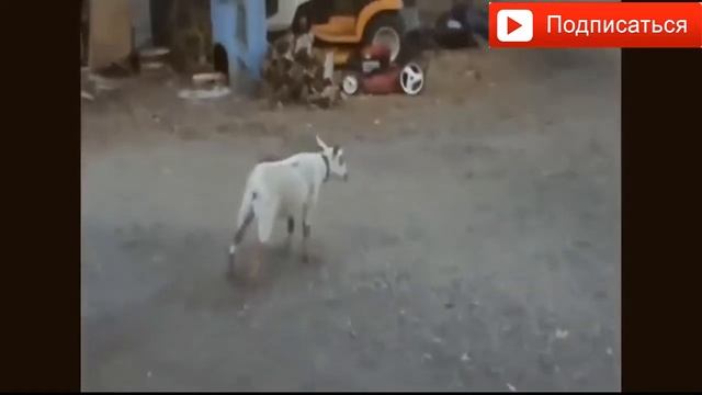 Безумные козы! Что с ними не так!!! Очень Смешные приколы!