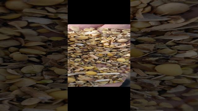 VID20231003152142.mp4