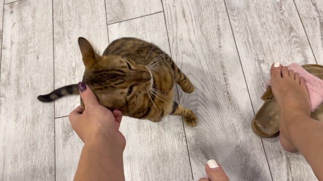 Кот любит маму/Бенгальский кот Честер