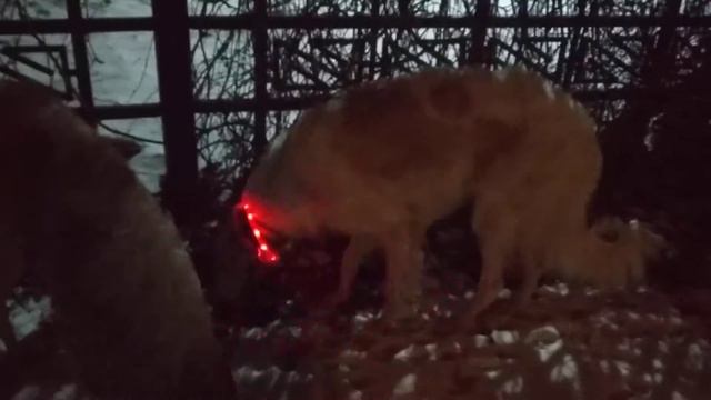 Новогоднее настроение и русская псовая борзая Догон как олень. Зачем нужны светящиеся ошейники