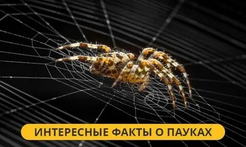 Интересные факты о пауках.