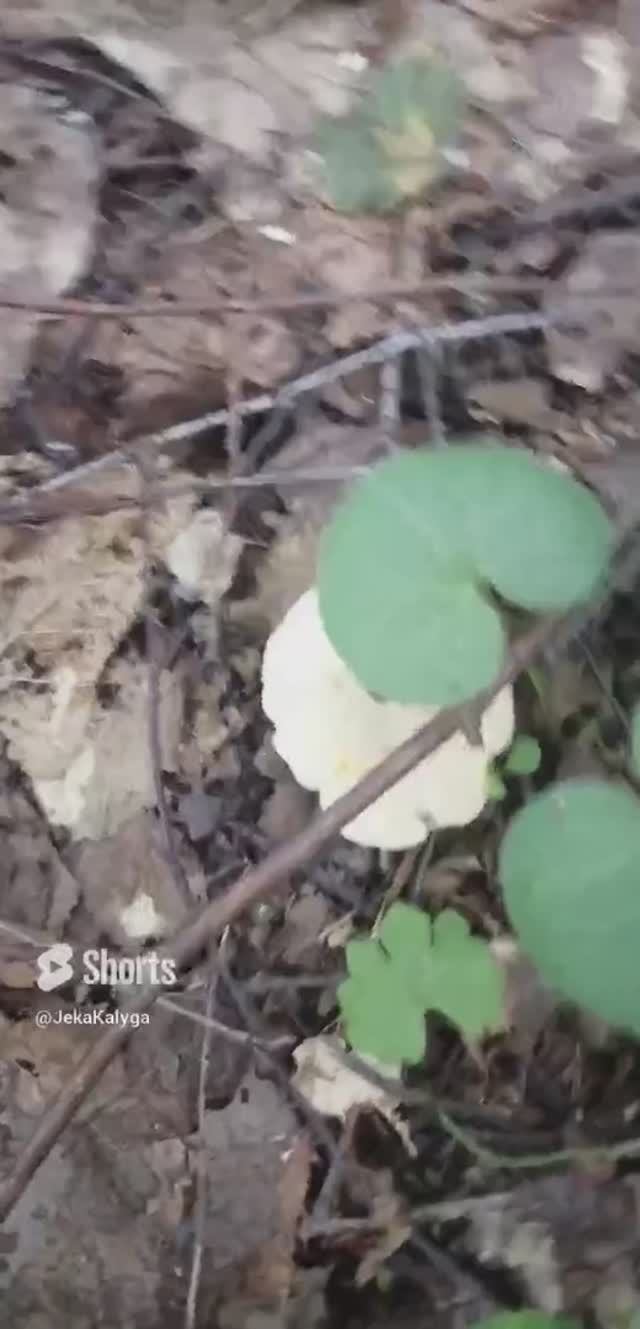 🍄 Лес, грибы, лисички. Forest, mushrooms, chanterelles.🍄