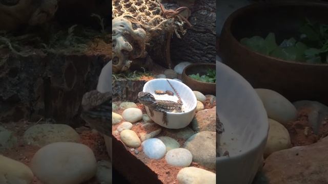 Bearded dragon and cockroach ... meeting..                   Бородатая Агама  и таракан...содержани