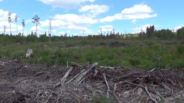 В Новгородской области полицейские выявили незаконную рубку лесных насаждений