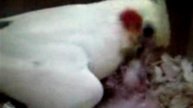 Говорящий попугай кореллы видео