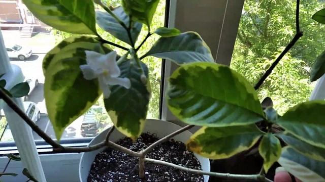 Табернемонтана Вайт маргин Лив. Tabernaemontana divaricata white margin leaf.