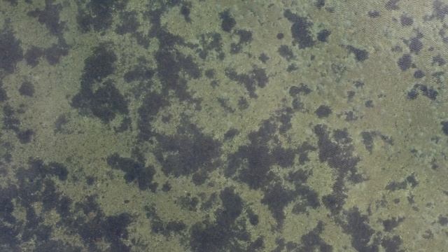 havørred med drone på langeland