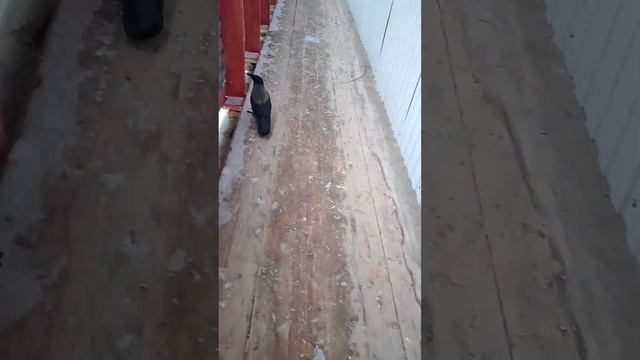 по коридору шли они