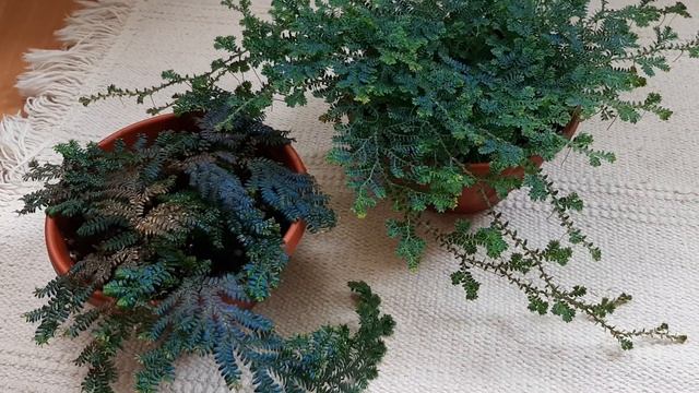 Редкие растения | Selaginella Uncinata и Selaginella Willdenowii | Растения для флорариумов |