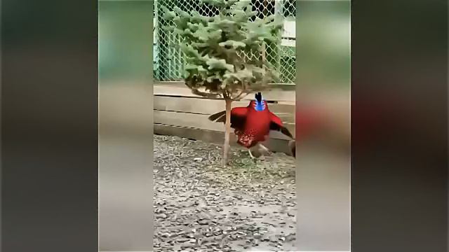 Видео от Animal world смешные животные